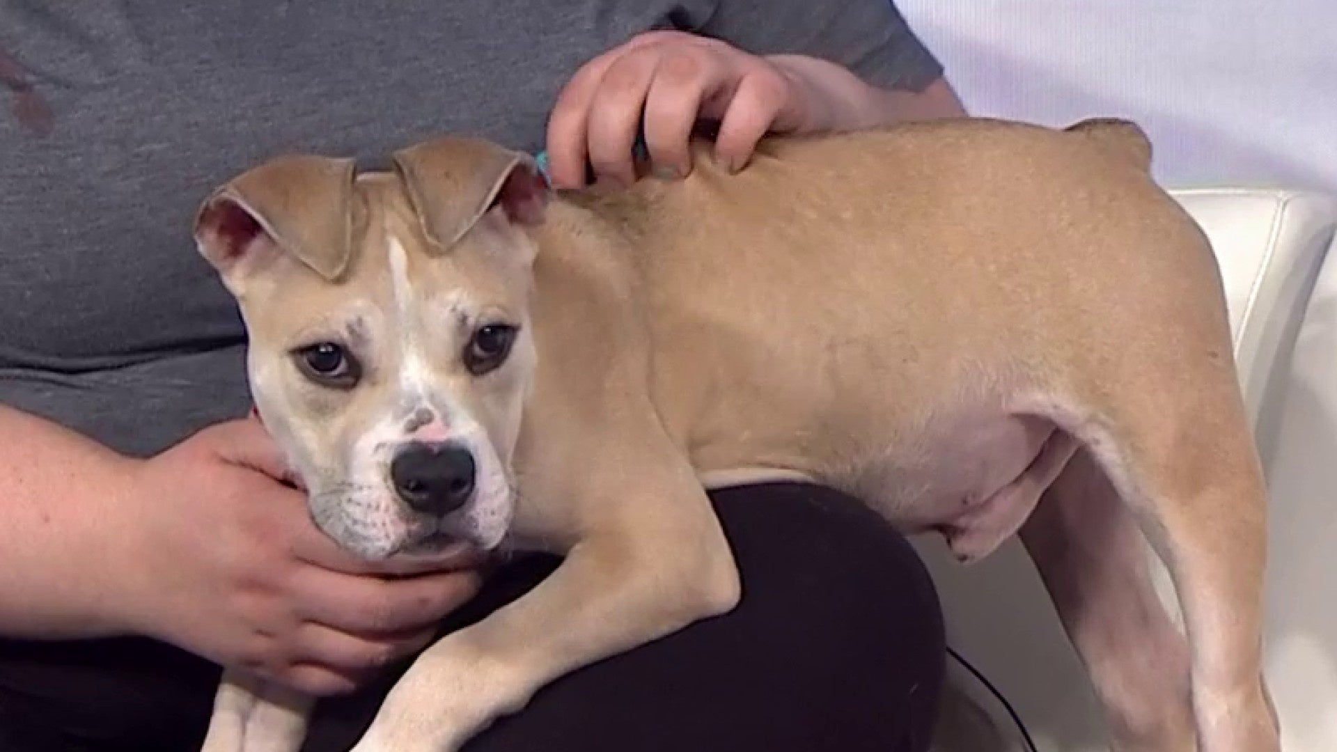 November is Pet Diabetes Month 